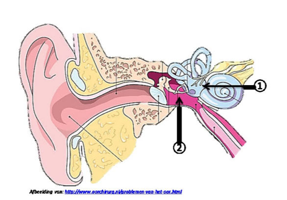 Middenoor injectie | Informatiefolders